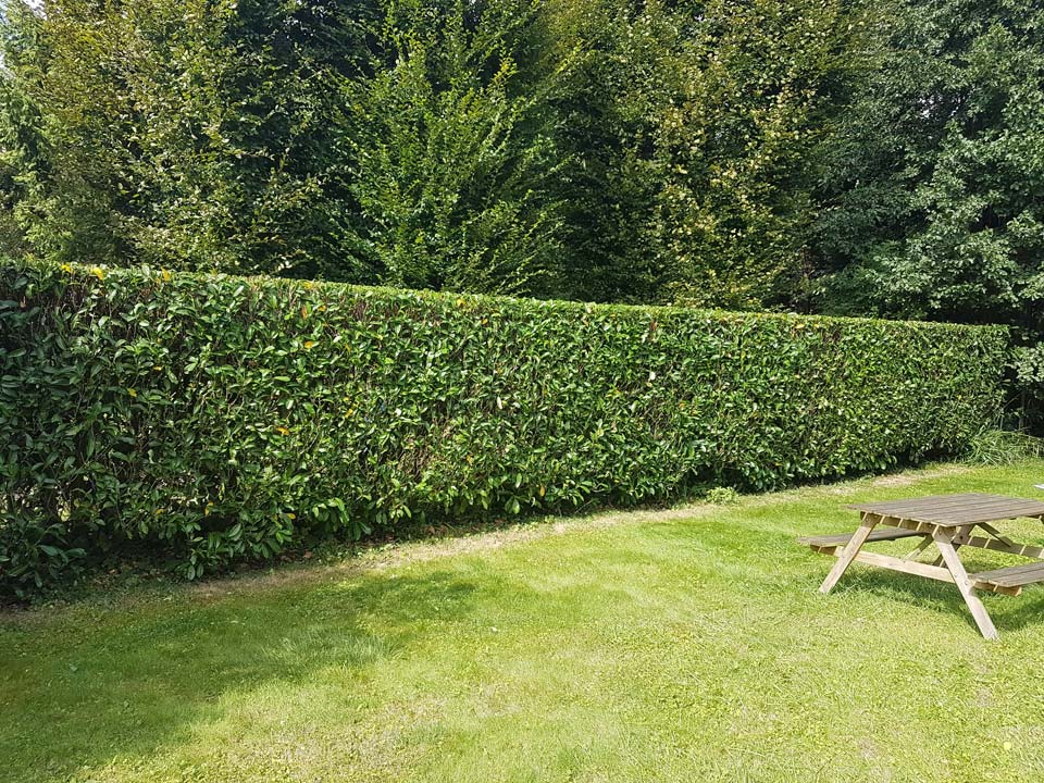 Taille de haies par FJ Services 29, entreprise d'entretien espaces verts Finistère